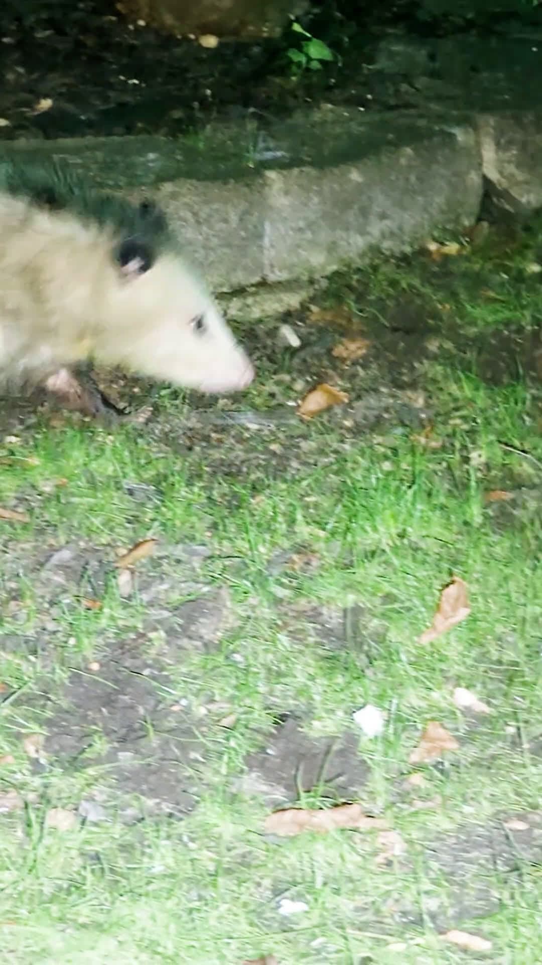 cover for Ok Here's a better clip of the Opossum, Stinky Kitty & Rocky Raccoon & the camaraderie doesn't suck either 🤣😂🤣😂