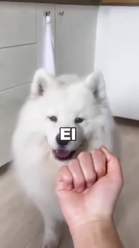 cover for What you need to know before getting a samoyed asmr dogsoftiktok samoyed asmrtiktoks foryo 22526 #trendingscoopz
