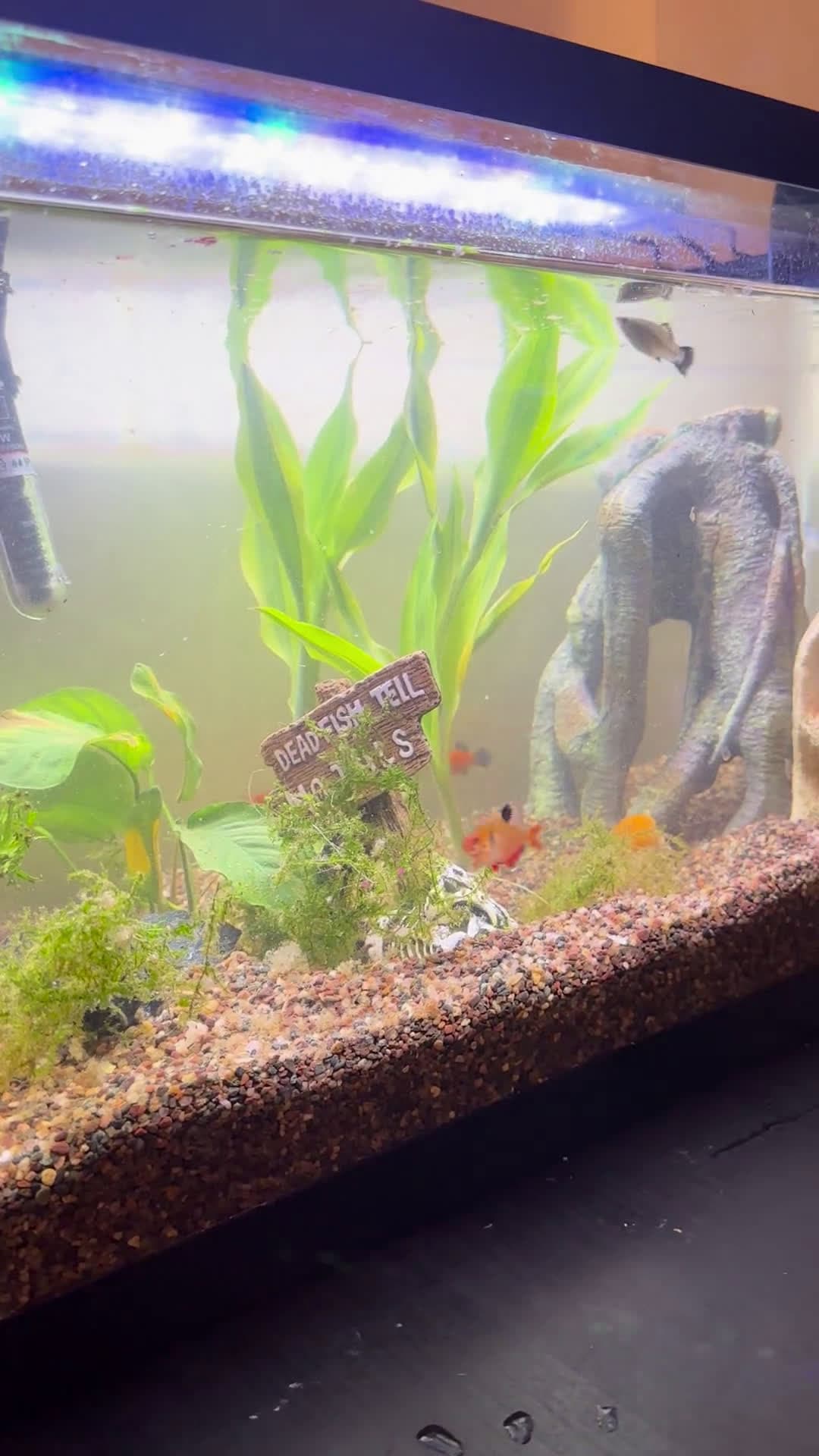 cover for A glimpse into my beautiful tank 🐠🐌 #FishTank #AquariumLove #SnailLife