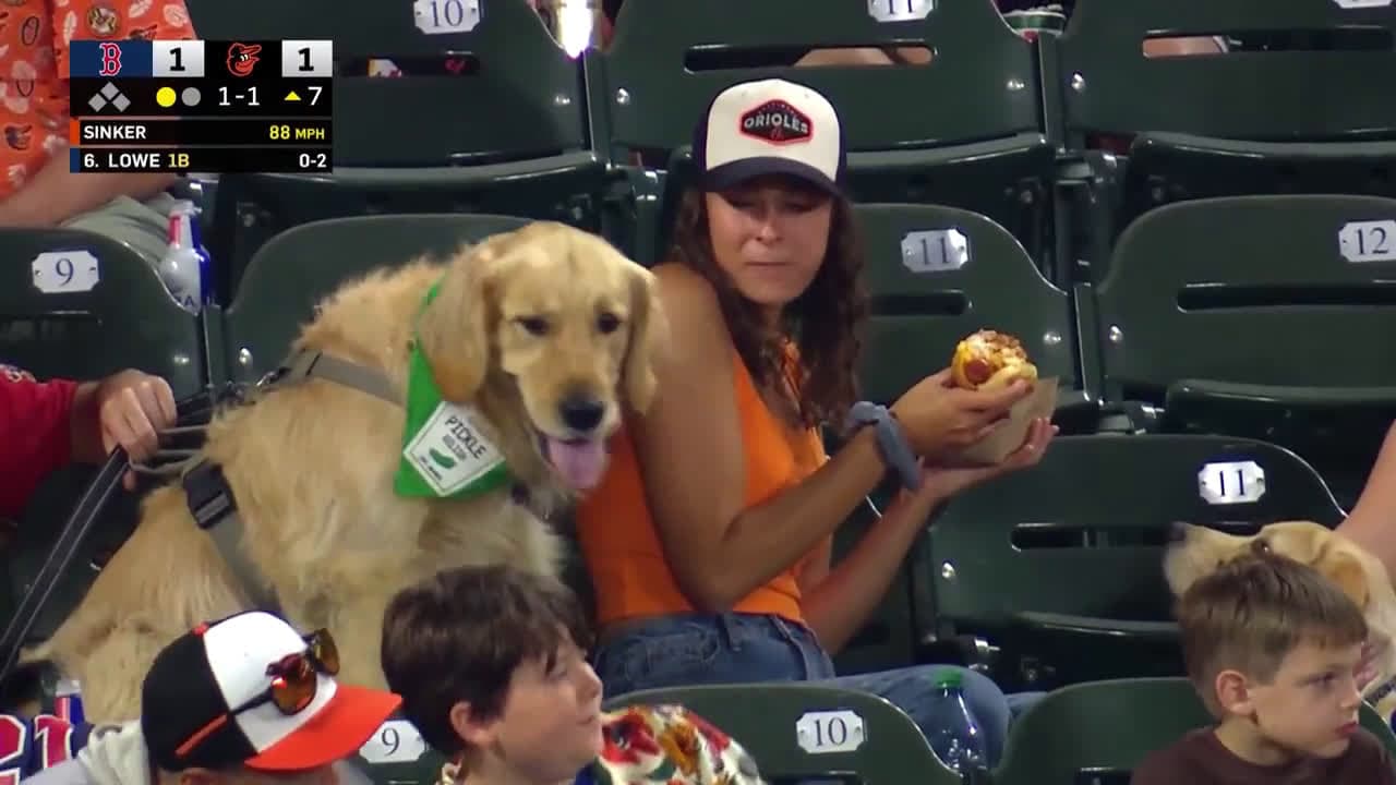 cover for Puppy can't resist a bite of the hot dog at Bark at the Park night! 🌭🐶 #BarkAtThePark #CamdenYard #DogLovers #HotDogHeist