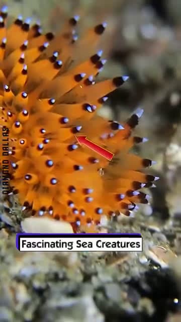 cover for Fascinating Sea Creatures