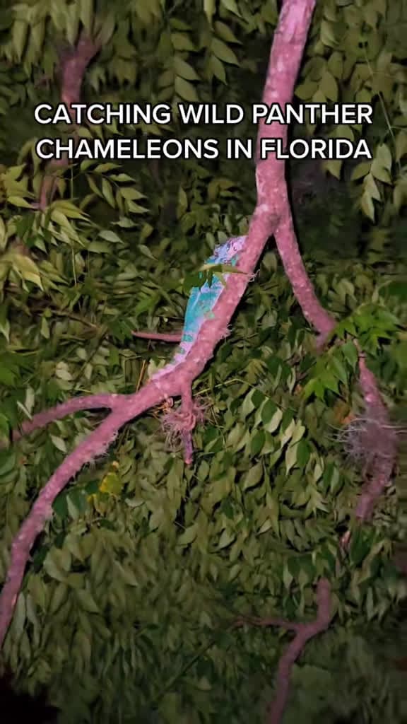 cover for Incredible wild-caught Panther Chameleons spotted in Florida! 🌈🦎 #Chameleon #Wildlife #Nature #Colorful #Explore