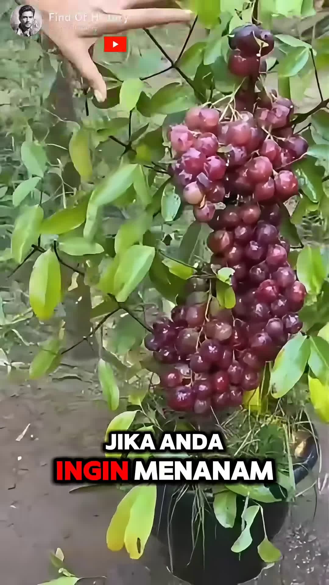 cover for Unbelievable How to Grow an Grape Tree at Home Easily Part 01 shorts short unique