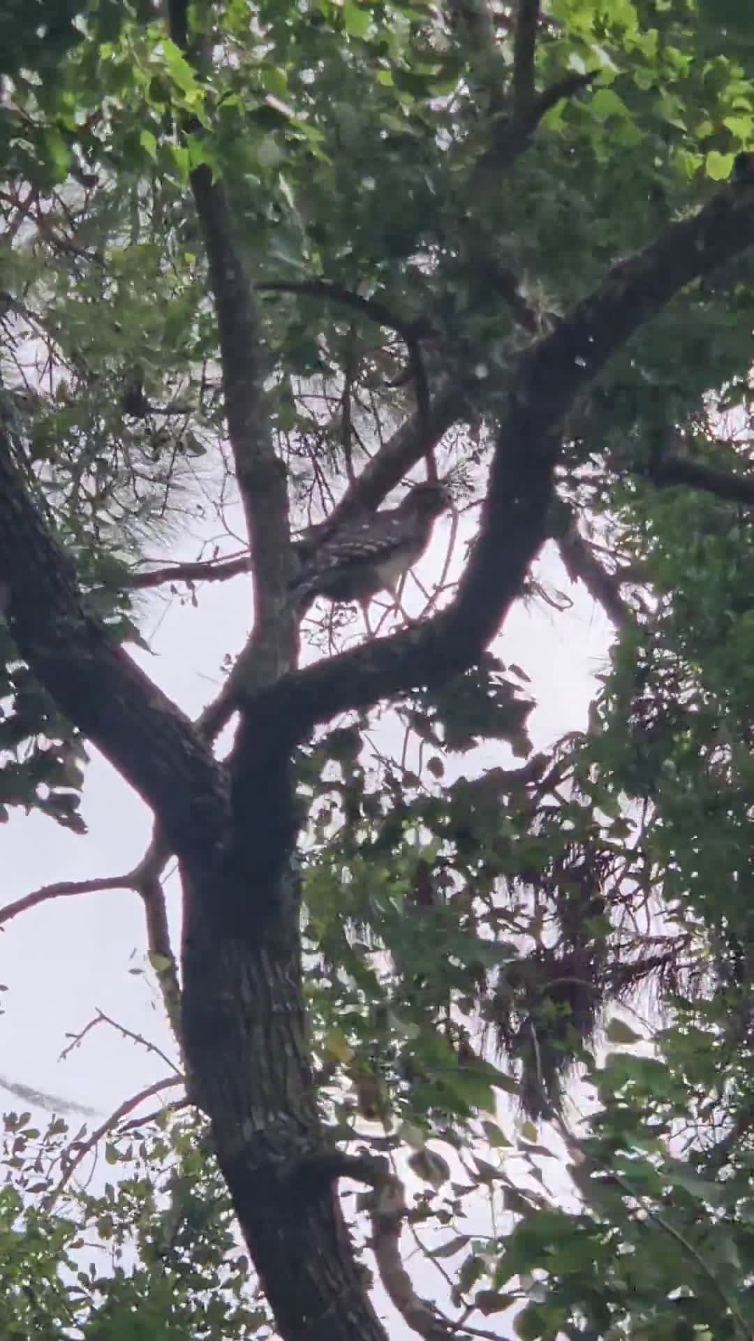 cover for Majestic hawk enjoying a snake snack high in the treetops 🦅🐍 #Hawk #BirdWatching #NatureLovers #Wildlife