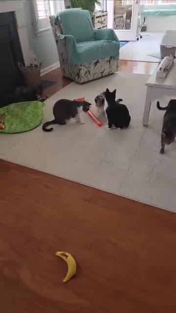 cover for New toy doesnt stand a chance of surviving