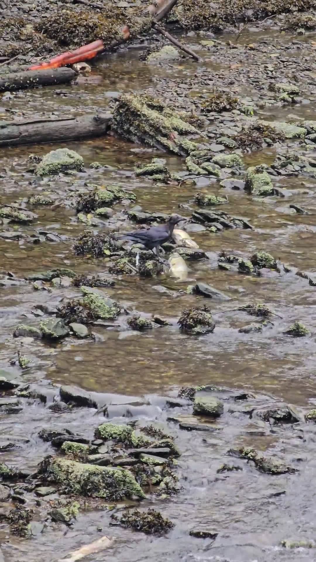 cover for Ravens feast on a dead salmon in Ketchikan, Alaska 🐦🐟 #Alaska #Ravens #Wildlife #Nature #Salmon