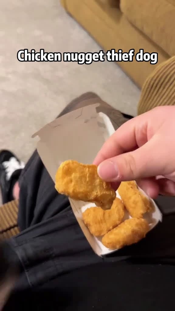 cover for Not your snack dude. dog dogsoftiktok dogbehavior funny funnydog fyp foryoupage pet PetsOf 51726 #nicevideo