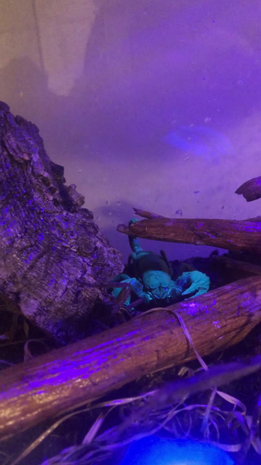 cover for Feeding time