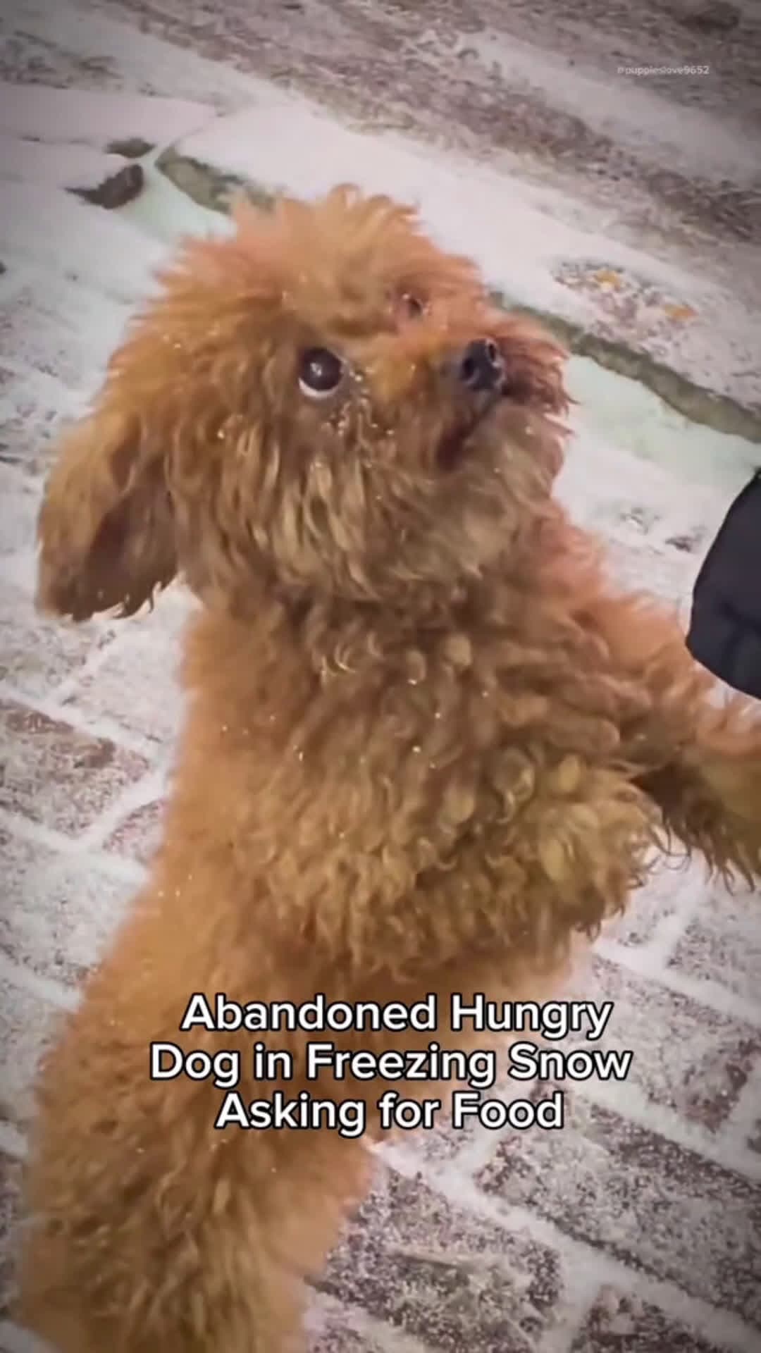 cover for Dog abandoned in the snow, shivering with cold  #dog #dogs #puppy #straydogs #rescue #rescuedog #rescueanimals #doge #doglover #doglovers #dogshorts  #scoopzanimalvideo 