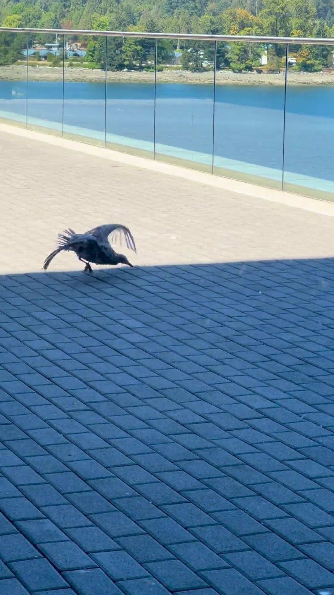 cover for Is this seagull in need of help? Watch to see what happens 🐦 #Seagull #AnimalRescue #BirdWatching