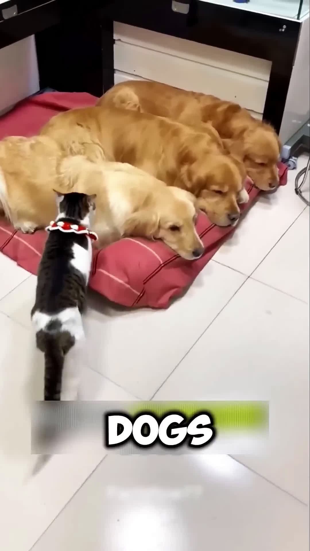 cover for Cat and Dogs Living Together Like Family