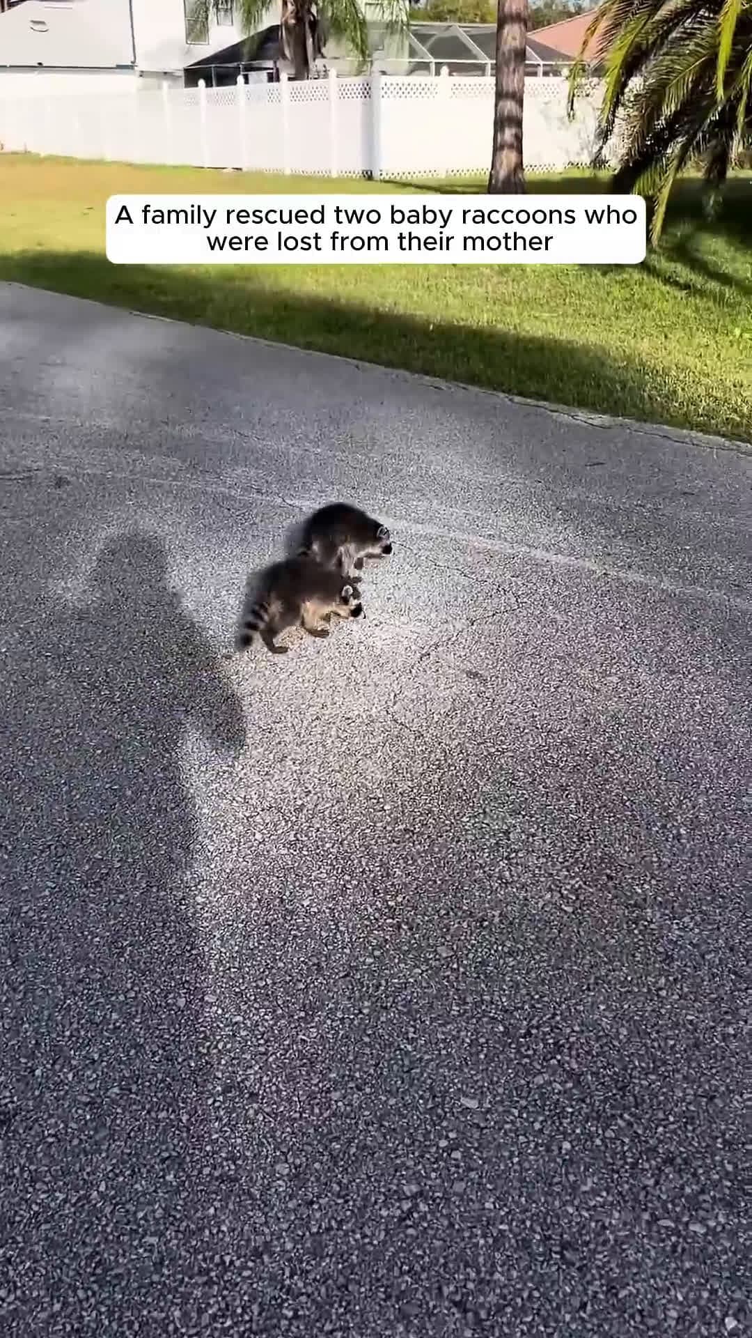 cover for A family rescued two baby raccoons who were lost from their mother