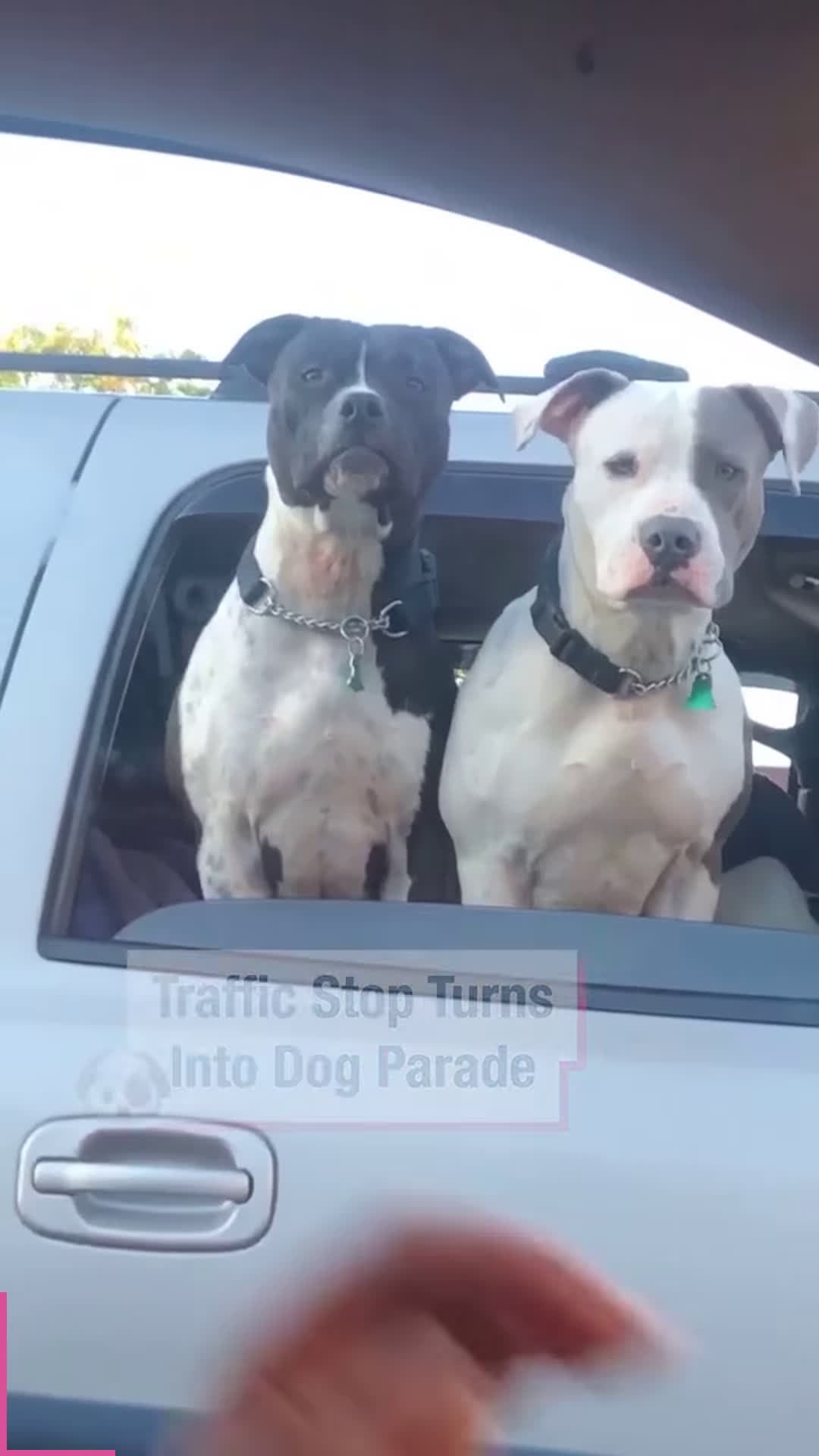 cover for Traffic Stop Turns Into Dog Parade!