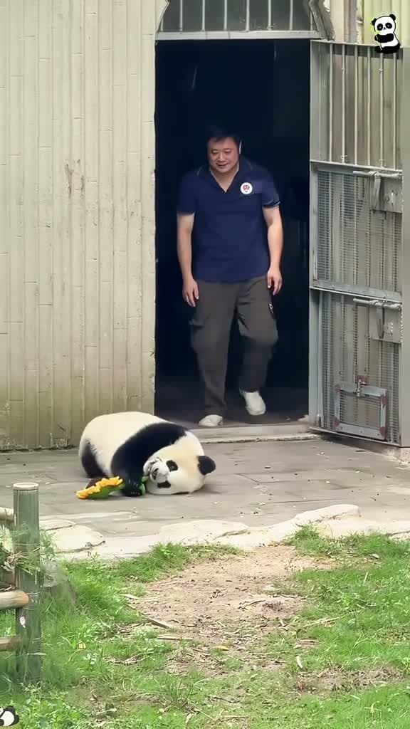 cover for Panda 🐼  #scoopz