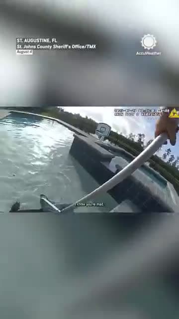 cover for Alligator was stuck in the pool