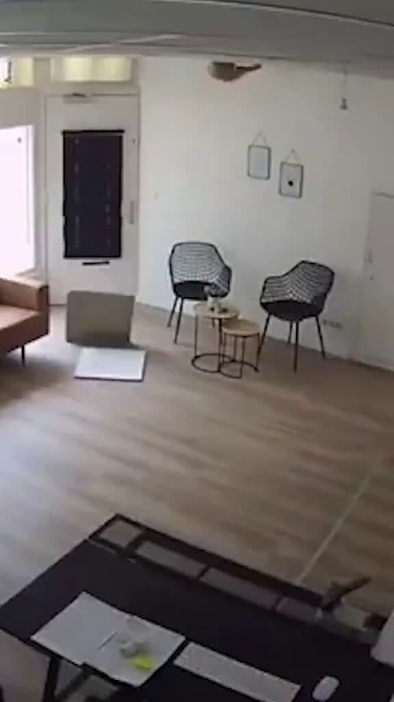 cover for Sneaky cat tears up the ceiling but acts totally innocent! 😂🐾 #catantics #funnycat #pets