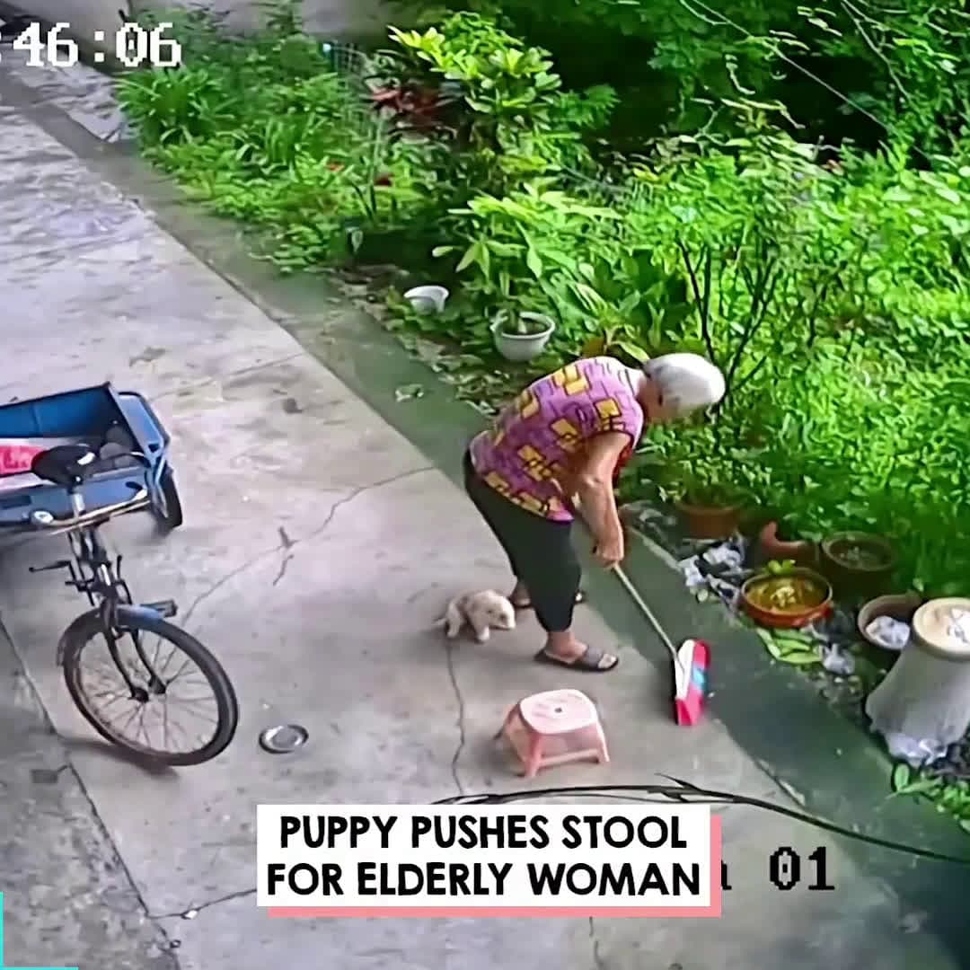 cover for Tiny Puppy Pushes Stool So Elderly Woman Can Sit Down
