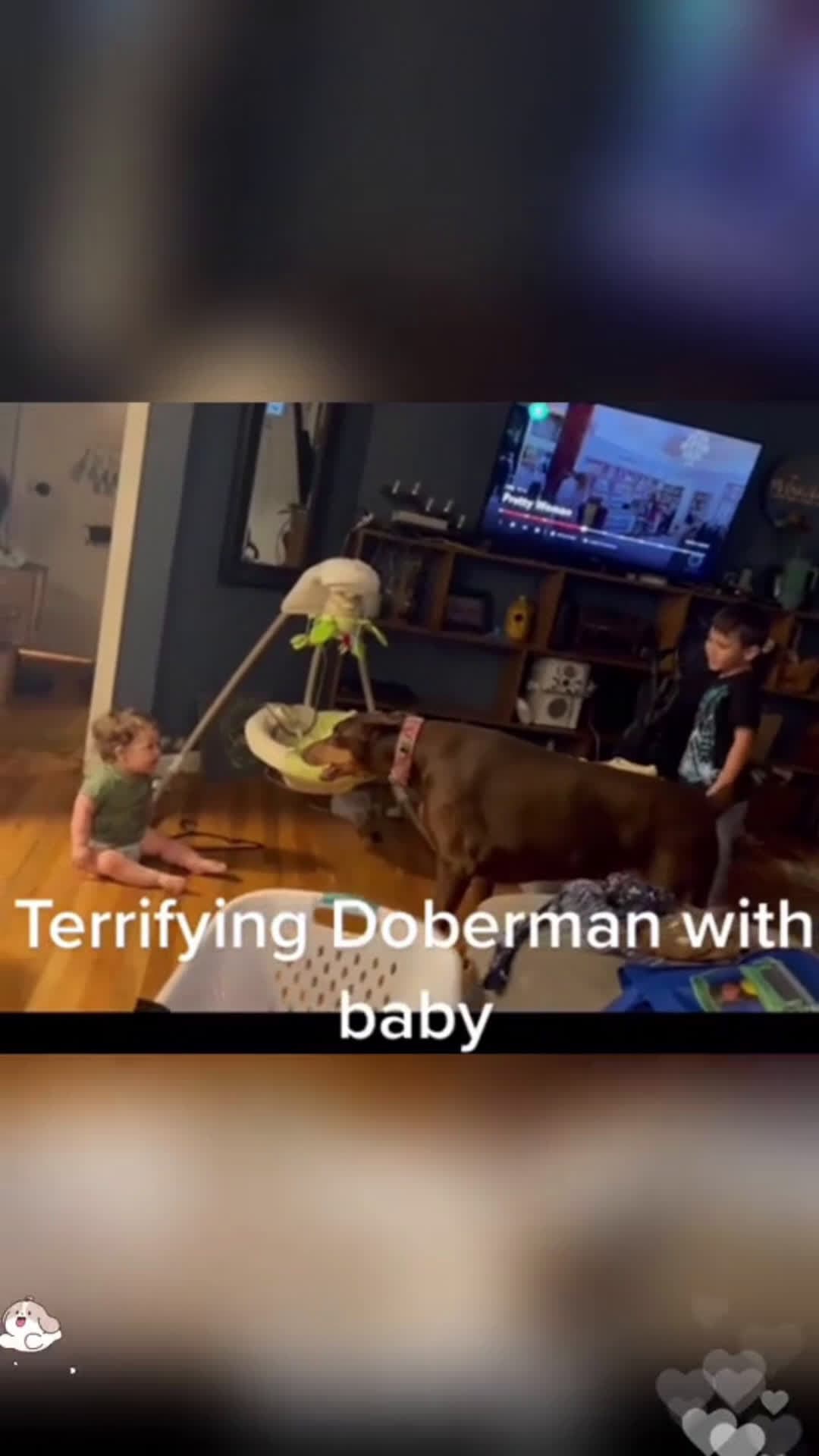 cover for Dog makes baby happy 😃 #dog #fyp #baby #happy #laugh #scoopzanimalvideo 