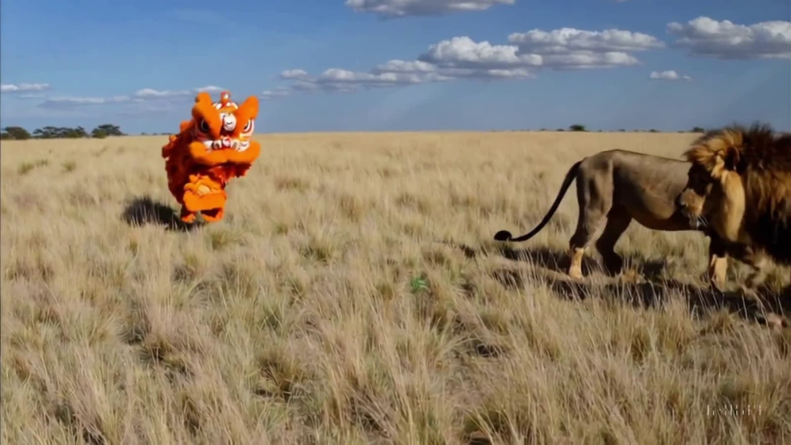cover for When a Chinese lion dance meets a real lion—unbelievable moment 🦁 #LionDance #RealLion #Culture #ViralVideo