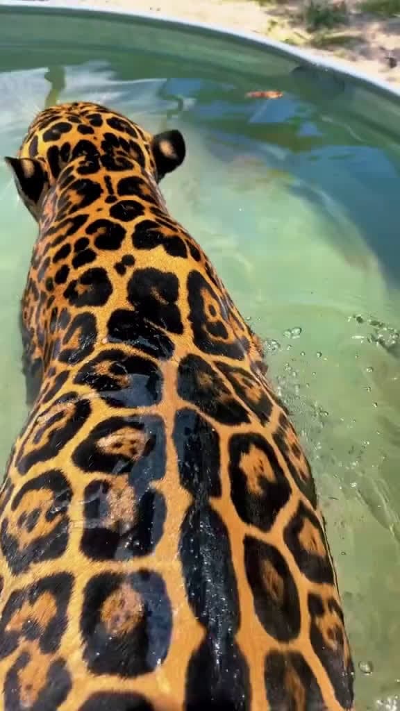 cover for Tank is stunning Book a tour here at wwwSinglevisionincorg #NOTpets #jaguar #jag #bigcat #bigcats #cat #cats #tank #teamtank #animal #animals #stunning #beautiful #handsome #b