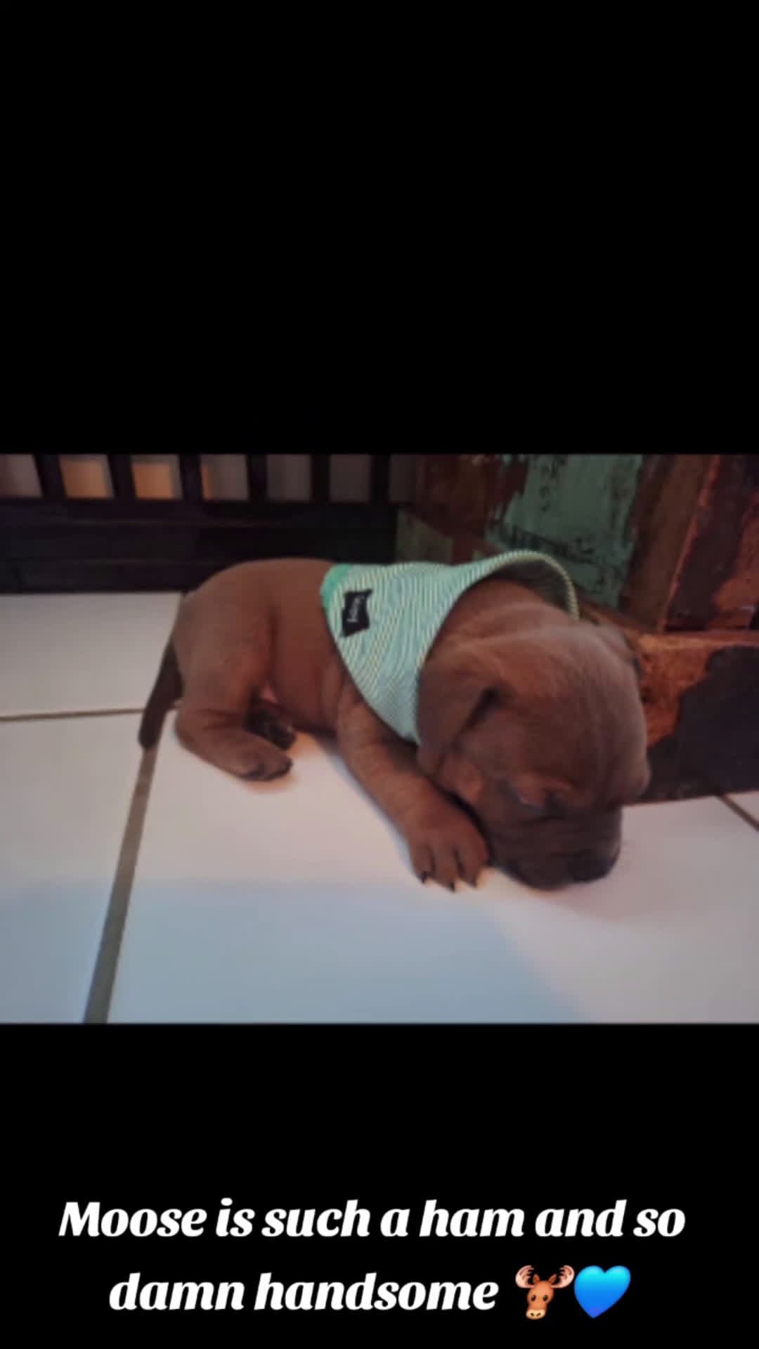 cover for I can't with him he's such a loving, cuddly little house hippo. I could eat hum up!  🫎💙#puppylove #adorablepuppy #dogsofinstagram #puppy #puppiesofinstagram