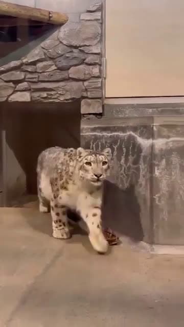 cover for Snow leopard's jaw-drop moment when it meets a tiger 🐆🐅 #SnowLeopard #Tiger #WildlifeReaction