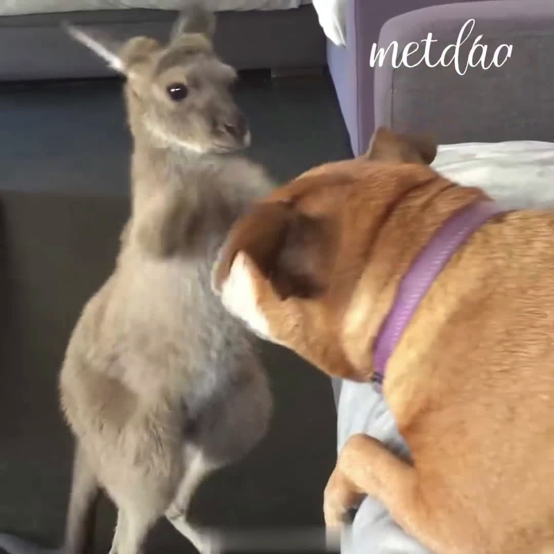 cover for Kangaroo & Dog living together in the same house 🦘🐶😍
