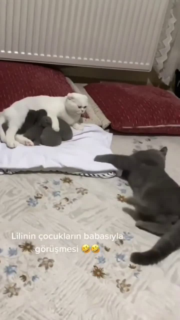 cover for Emaknya sibuk ngurusin anak, bapaknya malah kesurupan Credit unknown (Dm for creditremoval) #kucing #kucinglucu #kucinglovers #videokucing #kucingmanja #kucingku #kucingindone