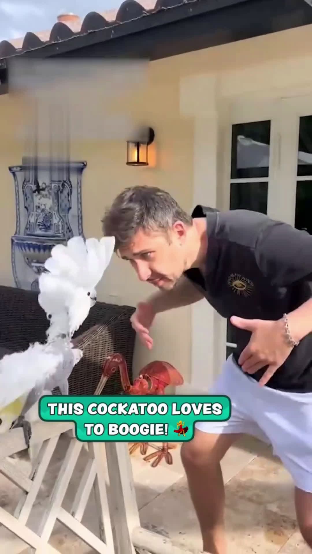 cover for Cockatoo Loves To Boogie 💃🏽Look at those moves 🪩💃🏽