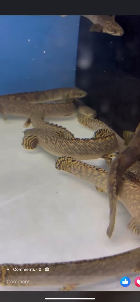 cover for Can you identify these mysterious fish? 🐟 #FishIdentification #MarineLife #Underwater