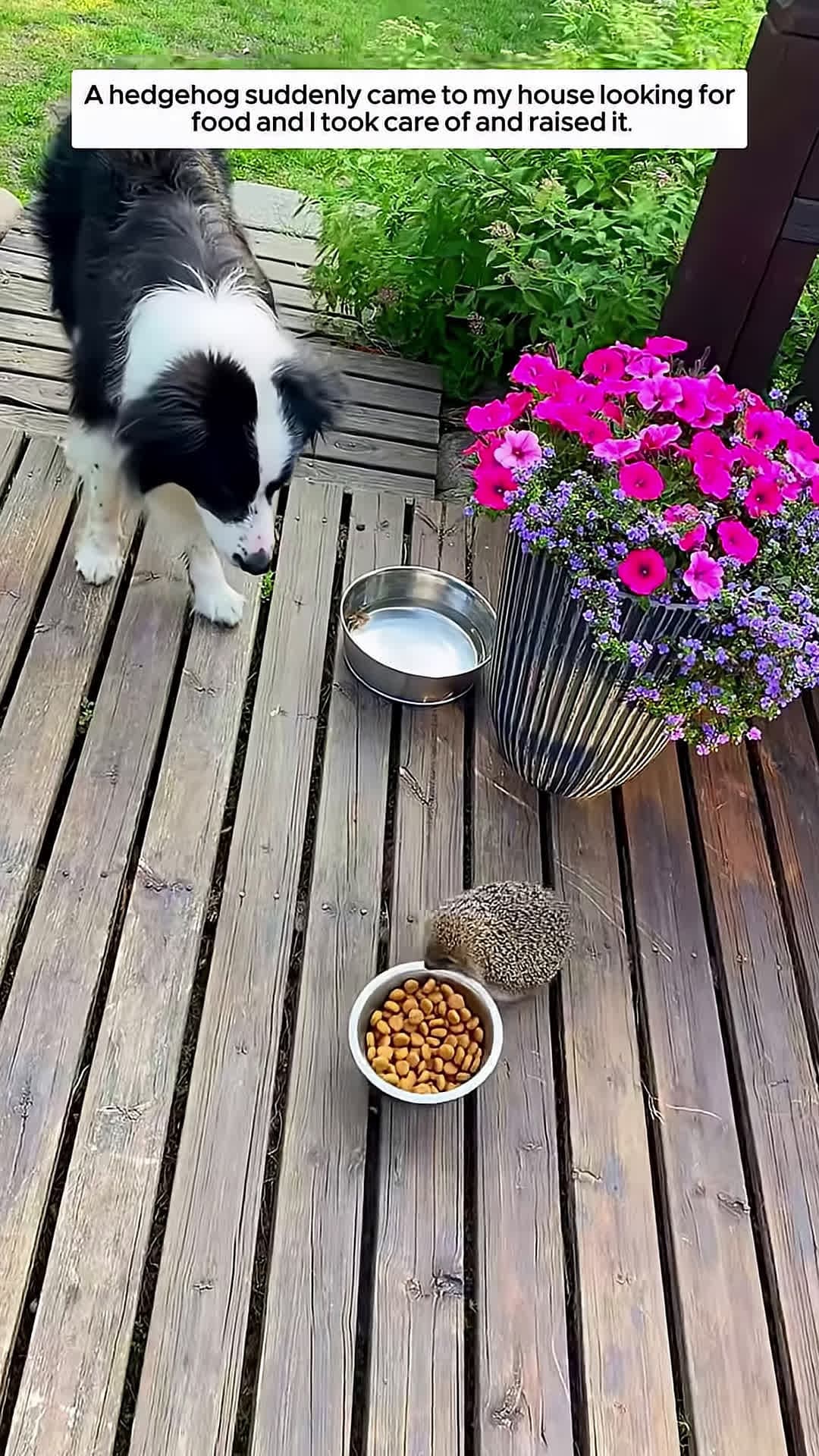 cover for A hedgehog suddenly came to my house looking for food and I took care of and raised it