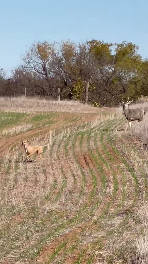cover for Puppy's adorable reaction to seeing a mule deer for the first time! 🦌🐶 #PuppyLife #MuleDeer #HuntingSeason