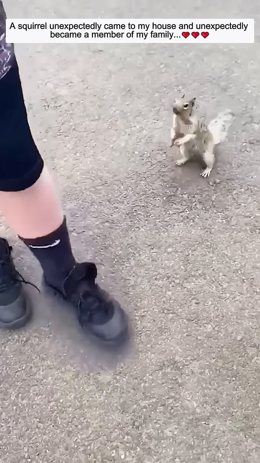 cover for A squirrel unexpectedly came to my house and unexpectedly became a member of my familyanimalshorts
