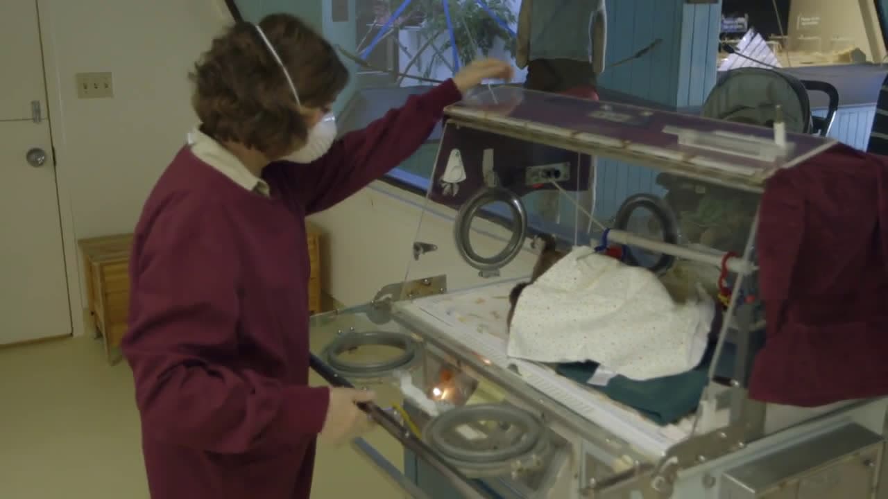 cover for Zookeepers Are Doing Anything They Can To Help Treat This Baby Ring Tailed Lemur