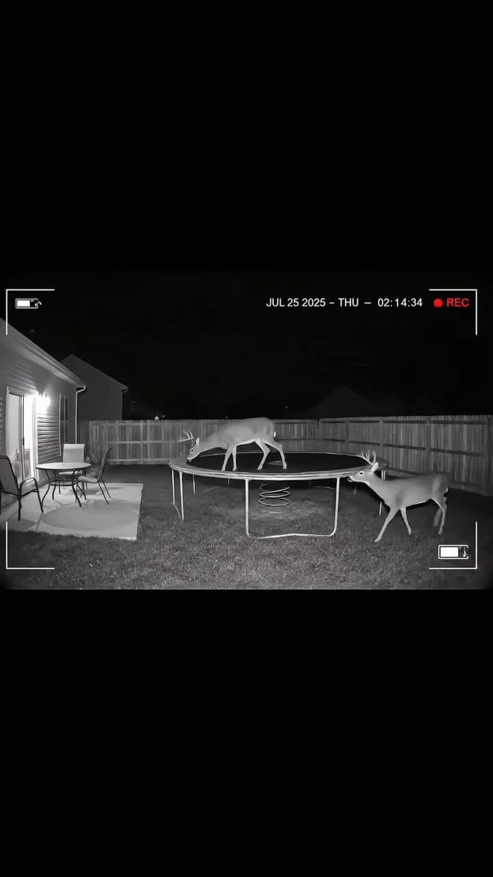 cover for Magical animals get playful at night - AI created fun! #AnimalAntics#TrampolineFun#AIGenerated#FunnyVideos#GoodVibes