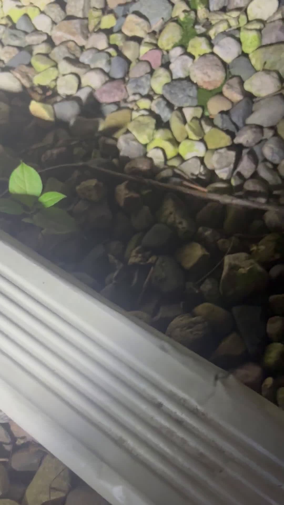 cover for ID this bug by its eerie sound — any insect experts? 🪲 #BugSound #InsectID #NatureMystery #WhatIsThis