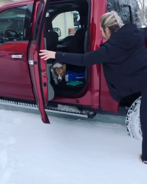 cover for Corgi's sneaky snow day sabotage! ❄️🐾 #corgi #snowmageddon #dogsoftiktok