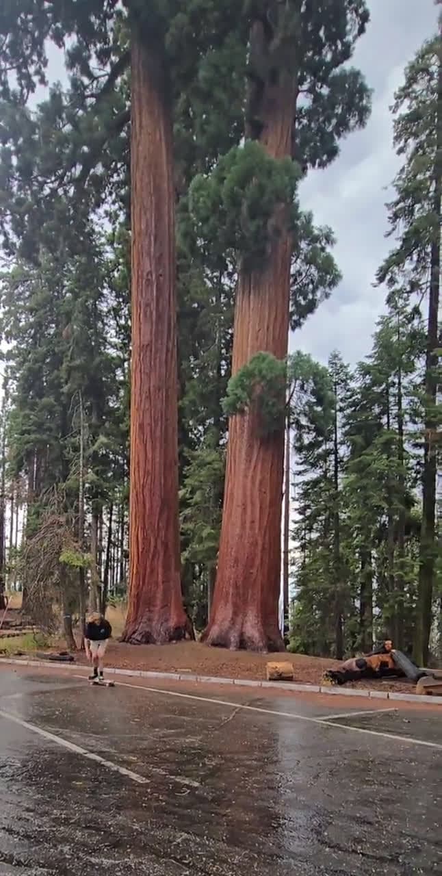 cover for Epic Wet Heelflip at Sequoia National Park 🌲🔥 #Skateboarding #Heelflip #SequoiaNationalPark #WetSkate #EpicTricks