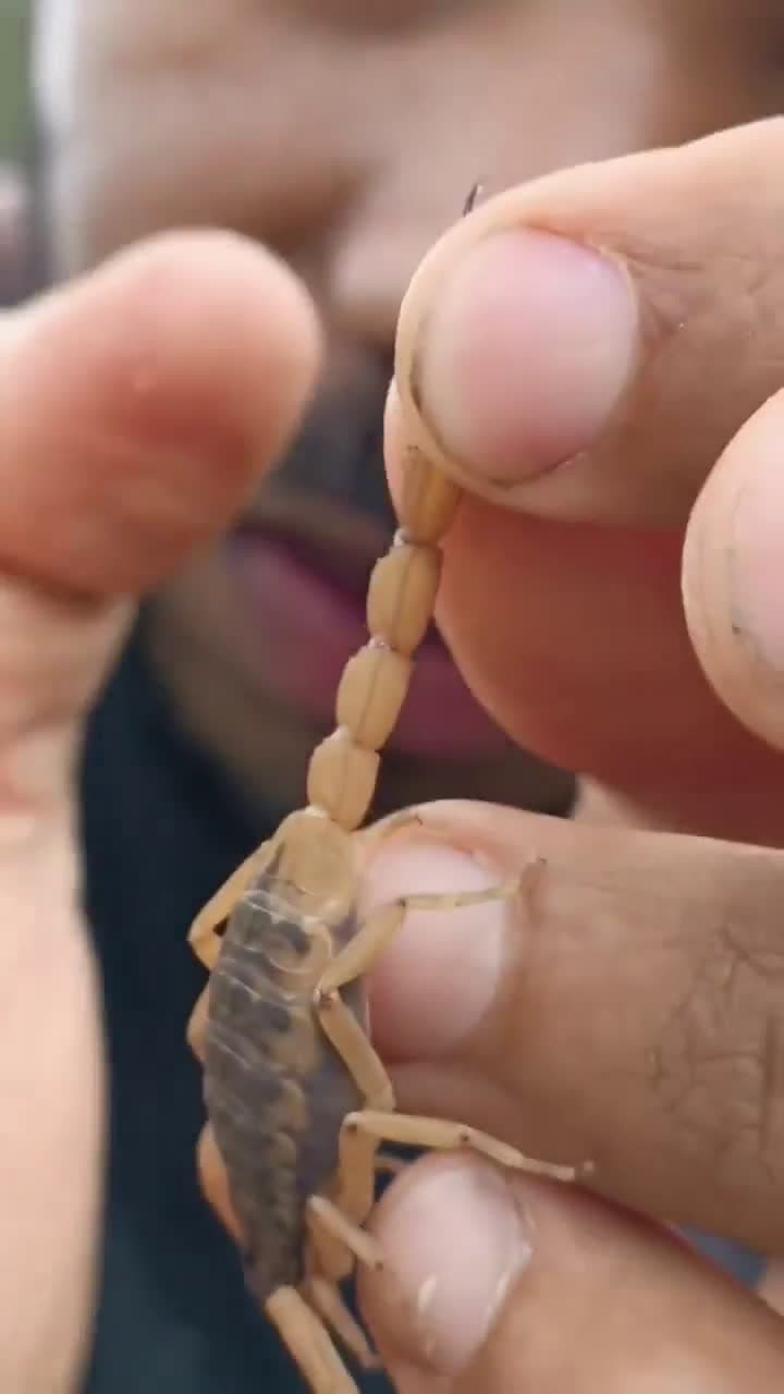 cover for Ever wondered how a scorpion's sting actually works? 🦂 #Scorpion #NatureFacts #Wildlife