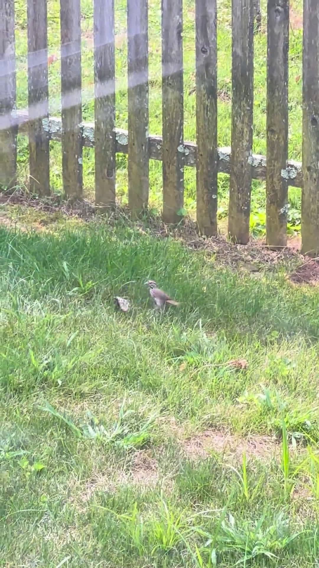 cover for Can you guess what this hungry bird found? 🐦🤔 #BirdWatching #NatureMystery #Wildlife