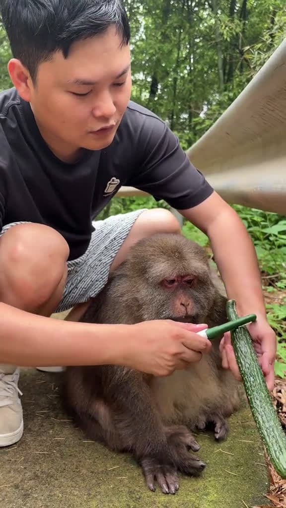 cover for Look at her side eyes monkey monkey xingxing cute lovely 71734 #followMe