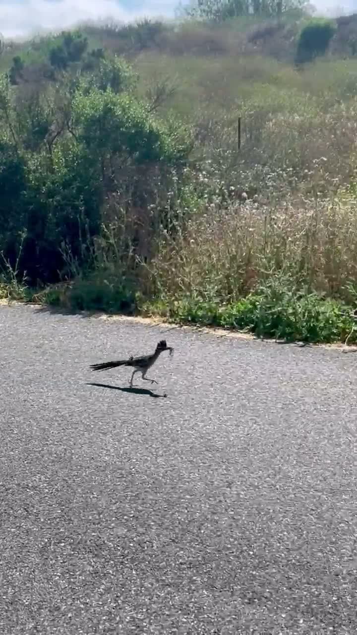 cover for When the roadrunner vibes hit just right 😂 #Roadrunner #ClassicCartoons #FunnyMoments