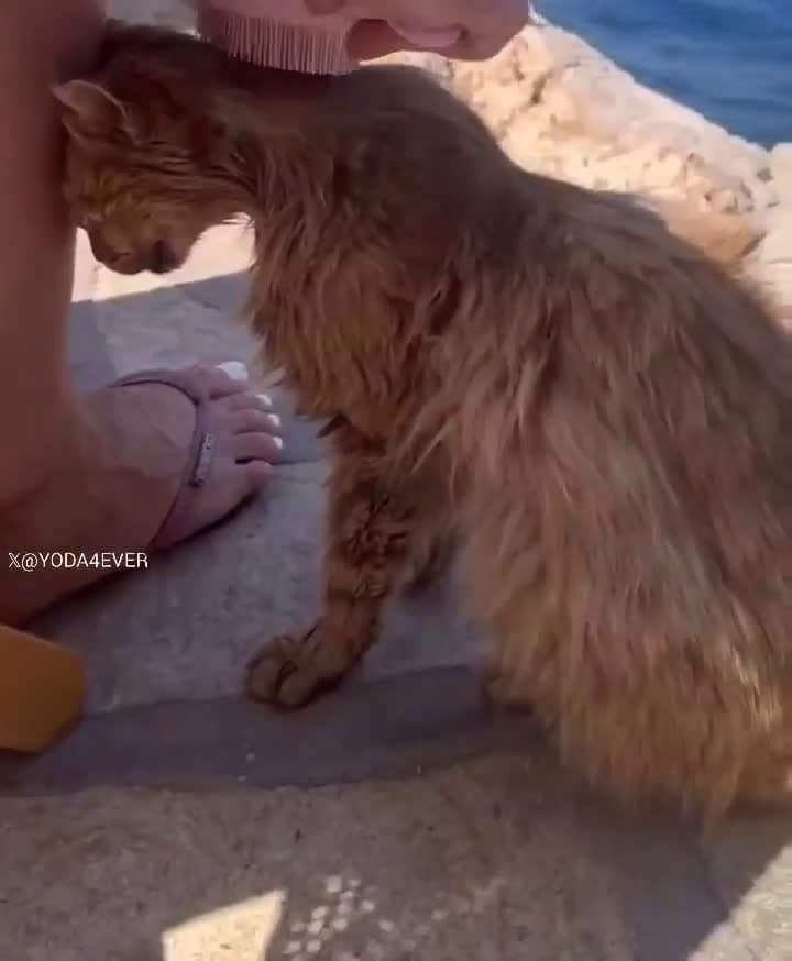 cover for Watch this stray kitty’s adorable reaction to being brushed for the first time! 😻 #StrayCat #FirstBrush #CuteCats #FurryFriend