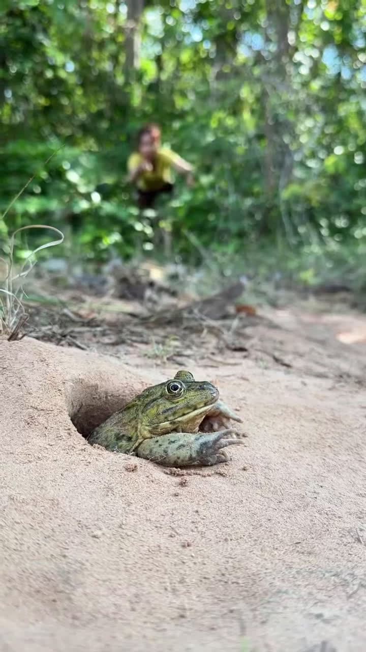 cover for Wow! SMART idea and USEFUL witha lock saving frog trap #bushcraft #camping #outdoors #useful