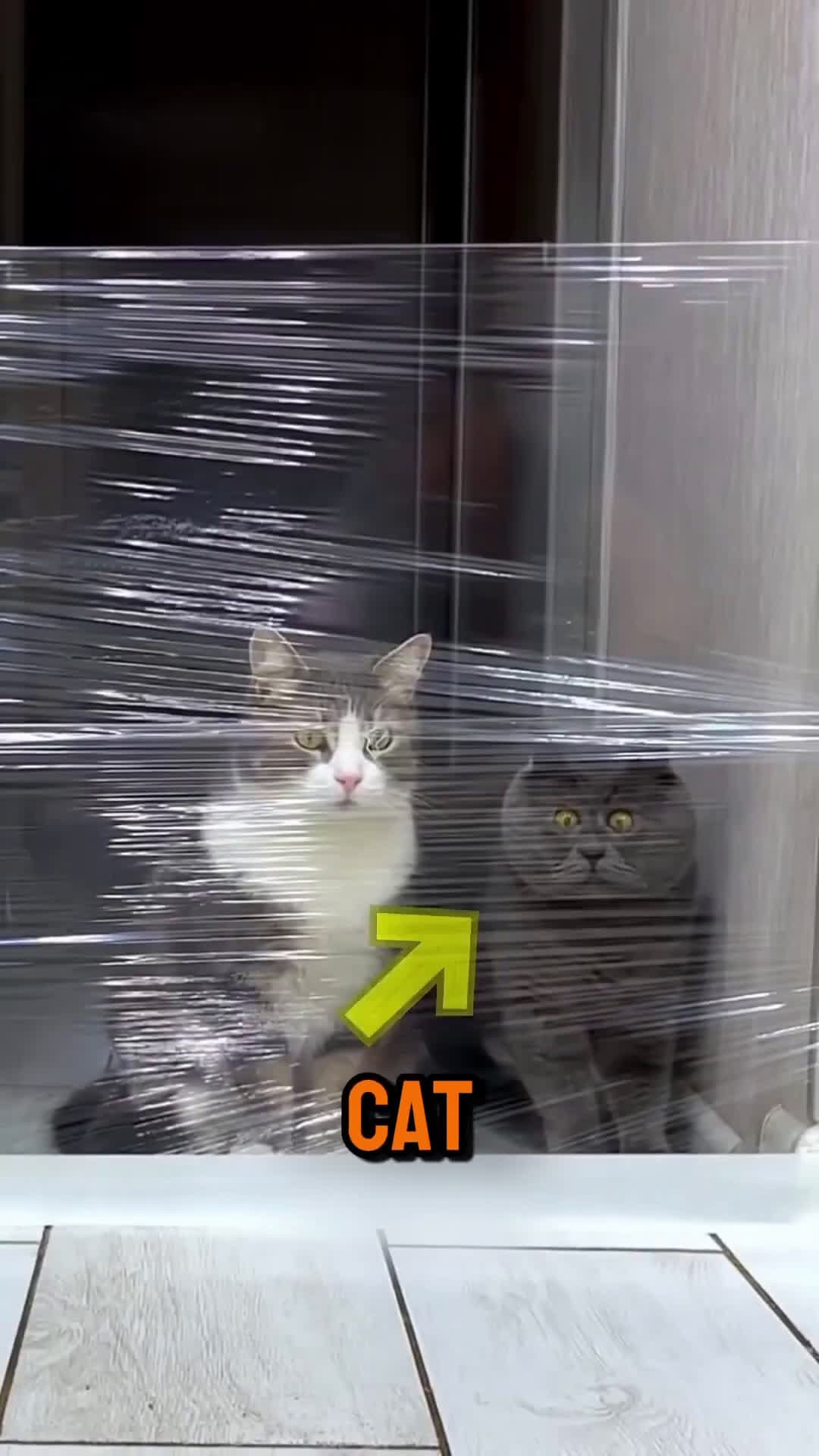 cover for This Cute Cat Couldnt Jump The Wall