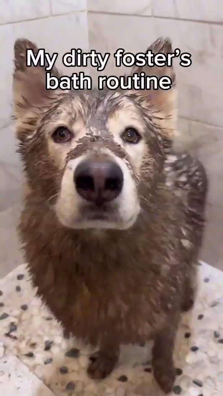 cover for Watch this pup turn bath time into pure joy 🛁🐶 #DogBath #BathTime #PuppyLove