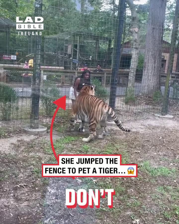 cover for she jumped the fence to pet a tiger what was he thinking