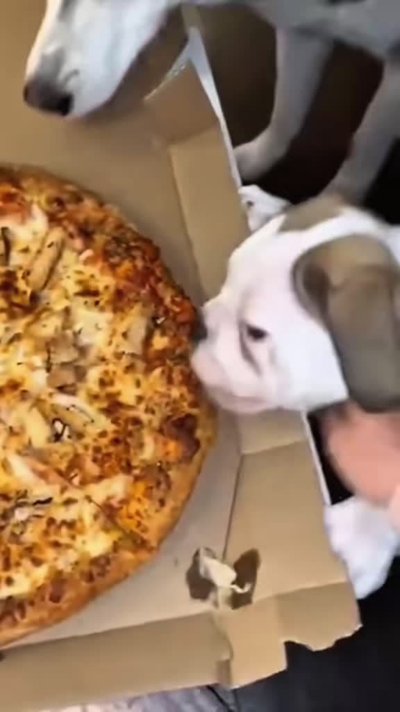 cover for When dogs become sneaky food ninjas! 🐶🍴 #funnydog #dogsoftiktok #dogantics