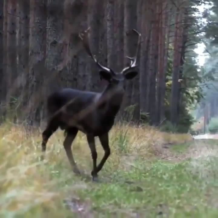 cover for 🔥 Rare dark-colored deer spotted—less than 1% of all deer seen like this! #Wildlife #RareAnimals #Deer #Nature