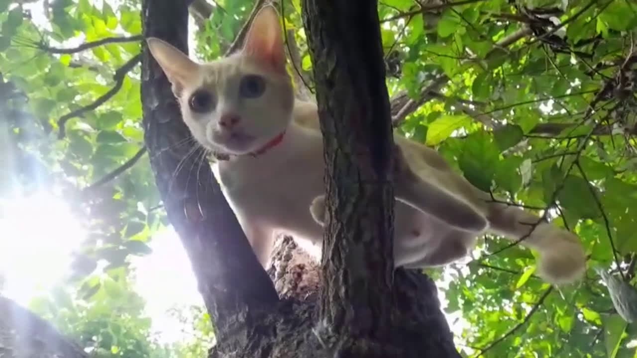 cover for Pregnant cat trapped in tree for three days rescued